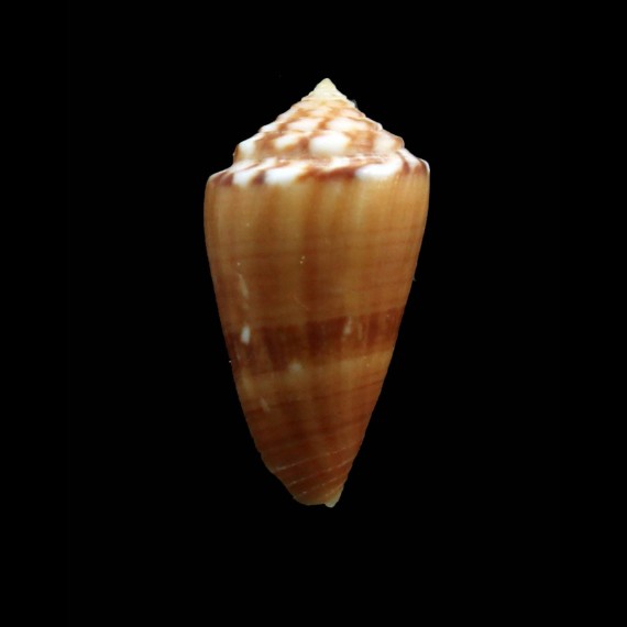 cardinalis 28,0mm