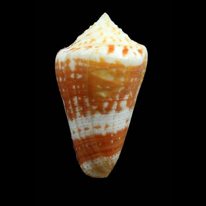 cedonulli insularis 57,5mm EXCEPTIONAL
