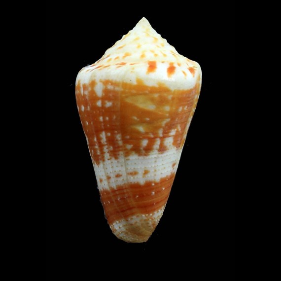 cedonulli insularis 57,5mm EXCEPTIONAL