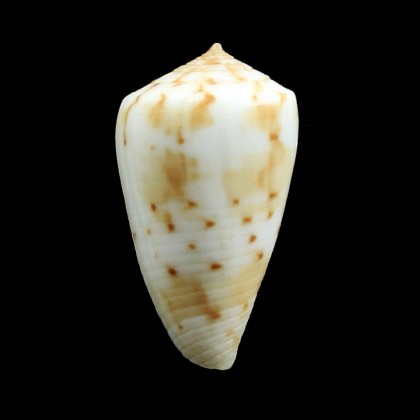 baeri 34,8mm