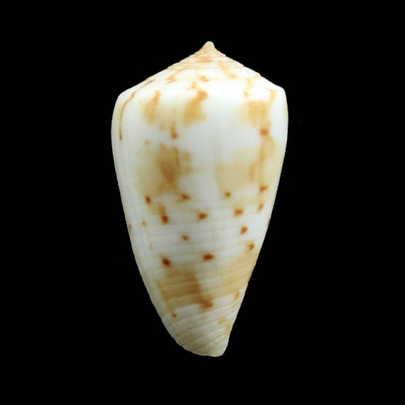 baeri 34,8mm