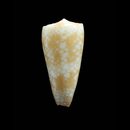 nobilis friedae 35,4mm RARE