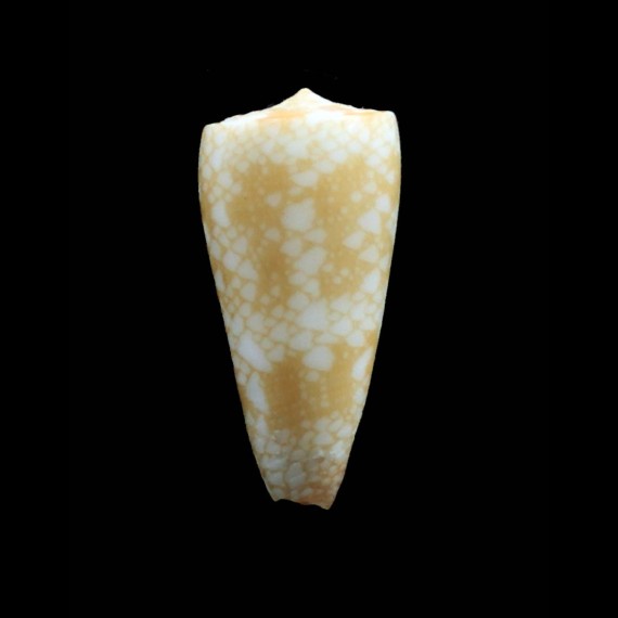 nobilis friedae 35,4mm RARE