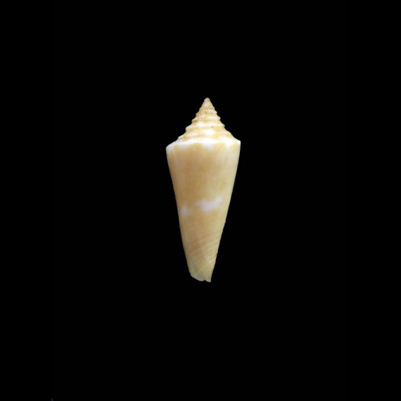 nybakkeni 22,0mm RARITY