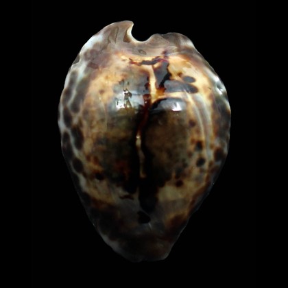 teulerei 56,5mm SPLENDID