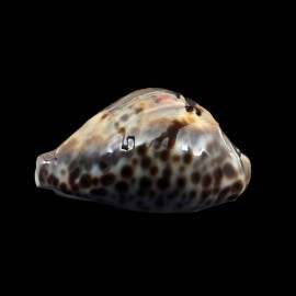 teulerei 56,5mm SPLENDID