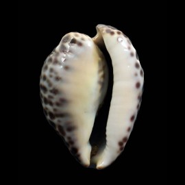 teulerei 56,5mm SPLENDID
