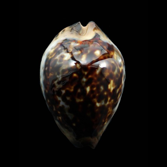 jeaniana 60,3mm SUPERB