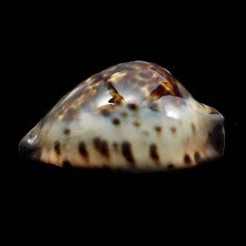 jeaniana 60,3mm SUPERB