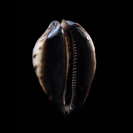 jeaniana 60,3mm SUPERB