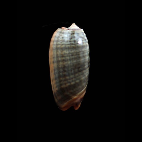 rubrolabiata 44,0mm