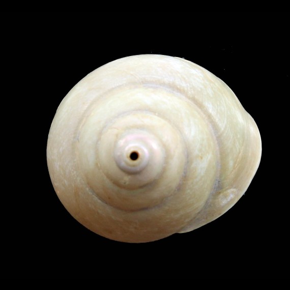 olivacea 44,0mm RARE