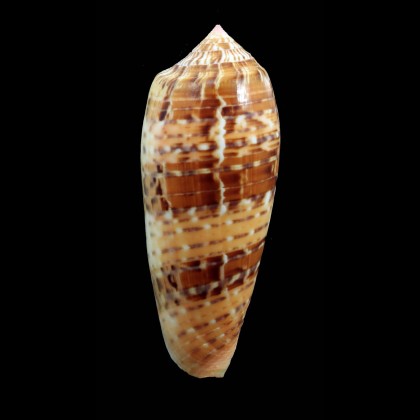 dusaveli 79,0mm