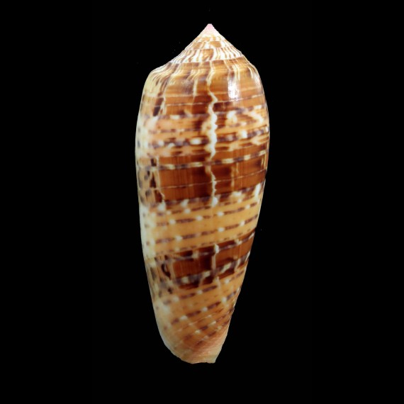 dusaveli 79,0mm