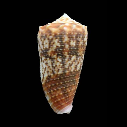 moluccensis 48,0mm