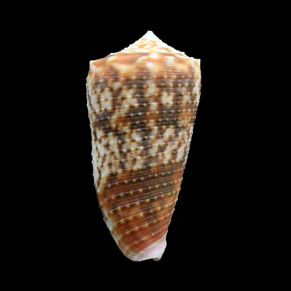 moluccensis 48,0mm