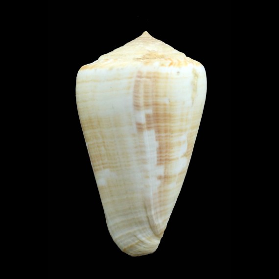 venulatus 58,0mm