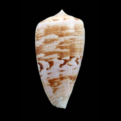 anemone peronianus 66,8mm SUPERB