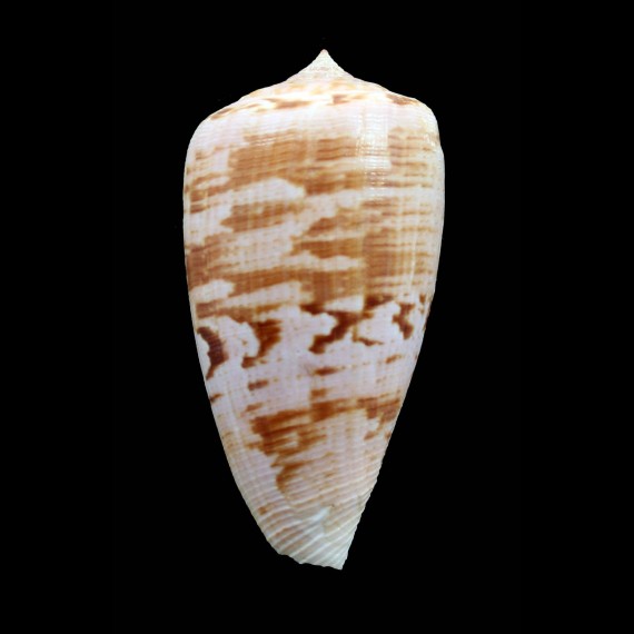 anemone peronianus 66,8mm SUPERB