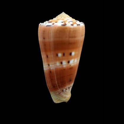 barthelemy 73,0mm