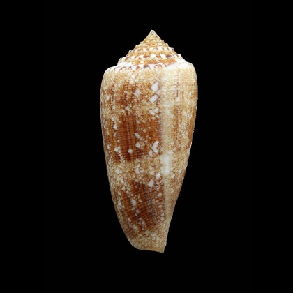 tagaroae 70,0mm BIG