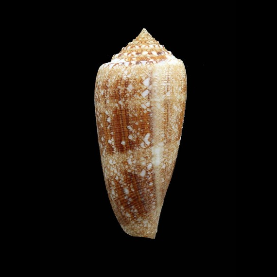 tagaroae 70,0mm BIG