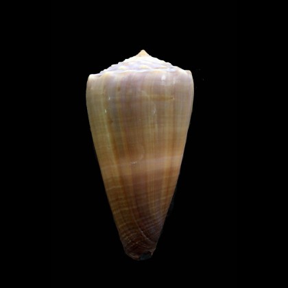 conco 55,4mm BIG