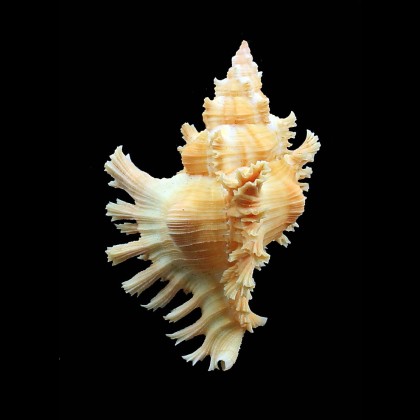torrefactus rubiginosus 73,0mm