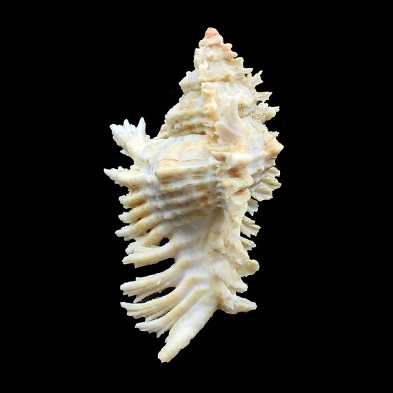 florifer dilectus 81,0mm GIANT