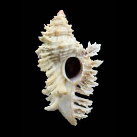 florifer dilectus 81,0mm GIANT