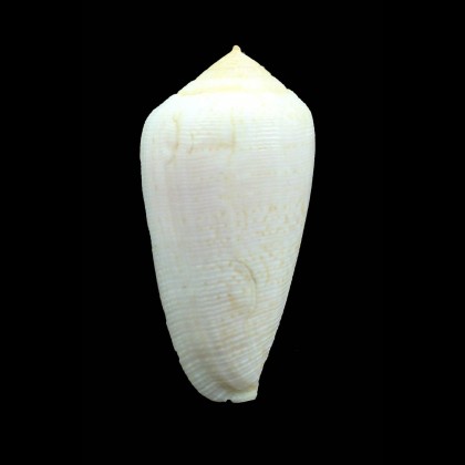 cocceus 49,4mm BIG
