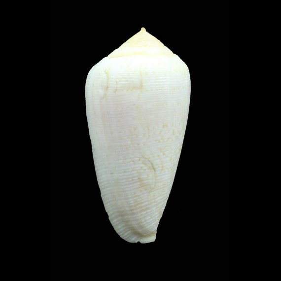 cocceus 49,4mm BIG