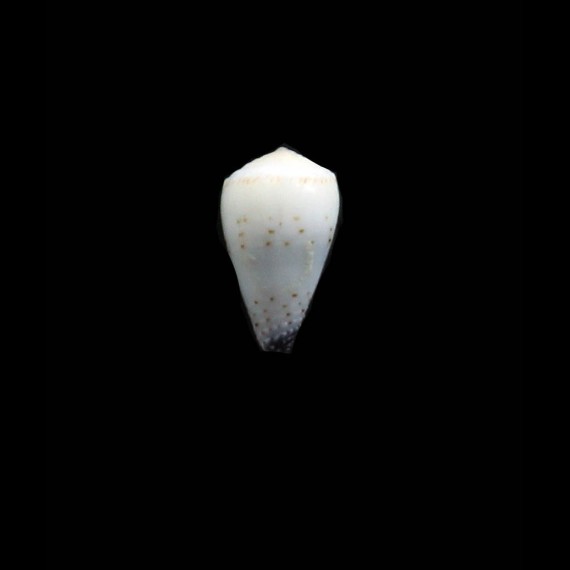 mcbridei 12,0mm