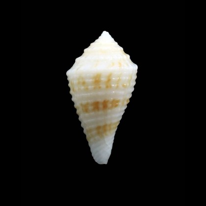 albobrunnea 26,0mm RARE