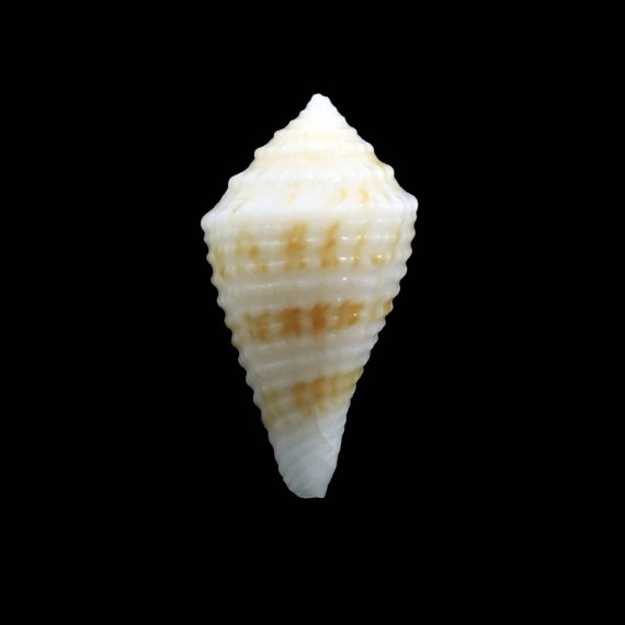 albobrunnea 26,0mm RARE