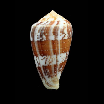 ermineus 83,0mm MONSTER