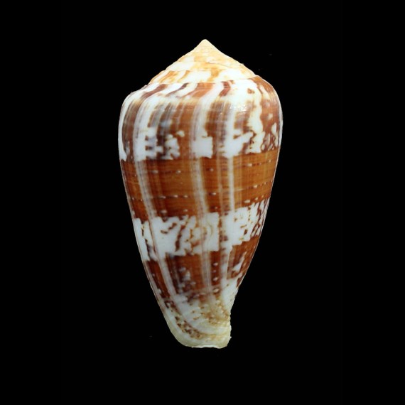 ermineus 83,0mm MONSTER
