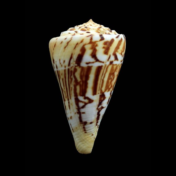 centurio 64,6mm Venezuela