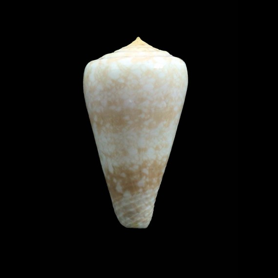 royaikeni 56,5mm BIG