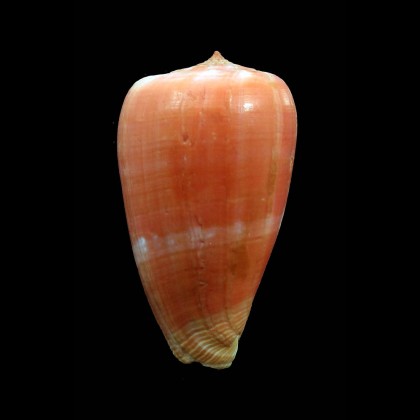 tinianus aurora 49,3mm