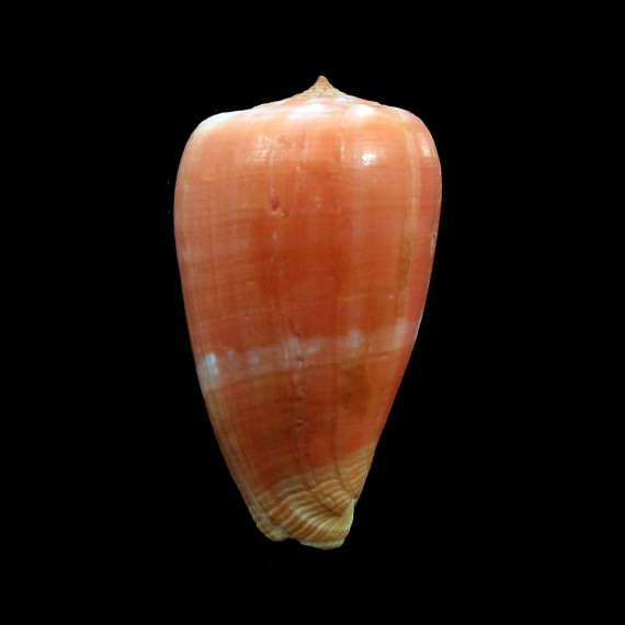tinianus aurora 49,3mm