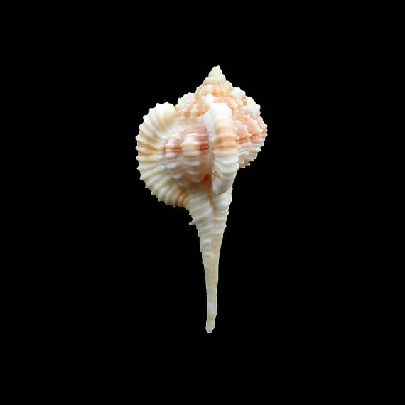 sallasi 48,0mm