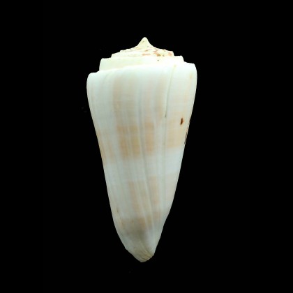 monile 92,0mm MONSTER