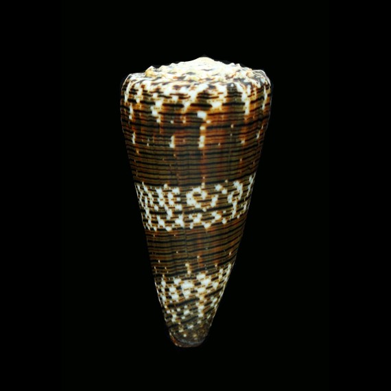 imperialis 81,7mm DARK