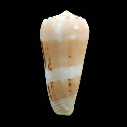 mascarenensis 84,0mm