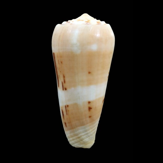 mascarenensis 84,0mm