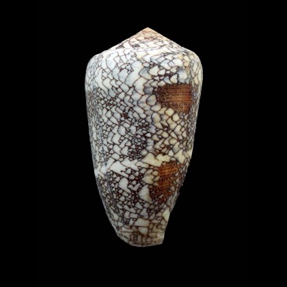 pennaceus praelatus 64,5mm