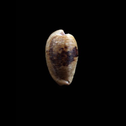 capensis 29,0mm DARK