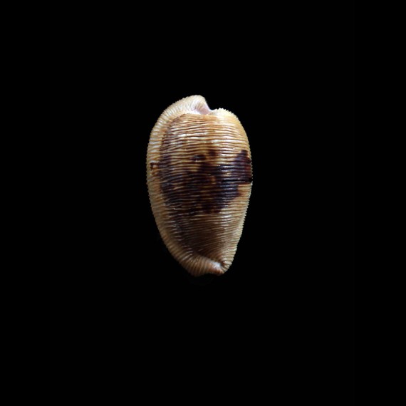 capensis 29,0mm DARK