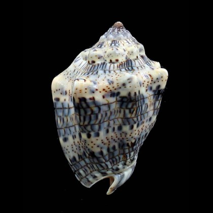 caquetio 54,0mm NEW